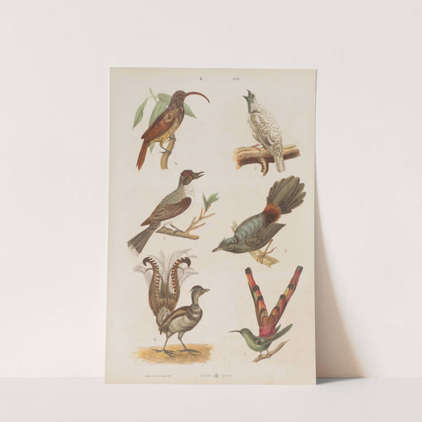 Wielki atlas do zoologii, botaniki i mineralogii Pl.025 (1887) by Gustav von Hayek