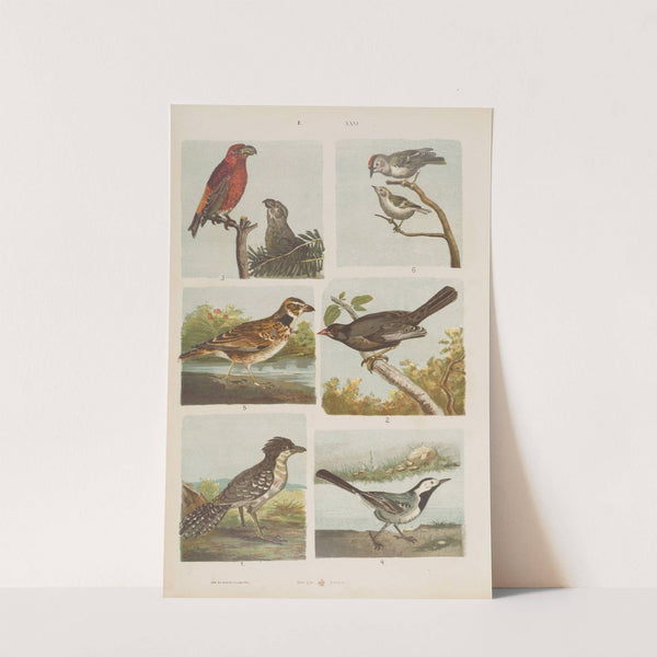 Wielki atlas do zoologii, botaniki i mineralogii Pl.026 (1887) by Gustav von Hayek