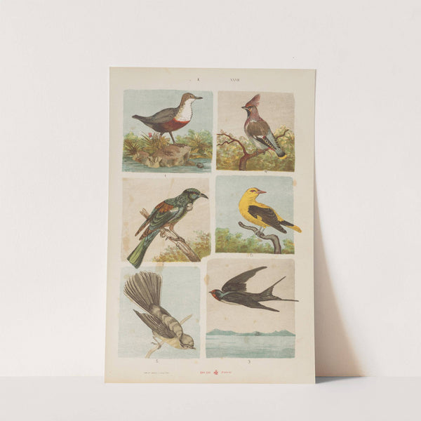 Wielki atlas do zoologii, botaniki i mineralogii Pl.027 (1887) by Gustav von Hayek