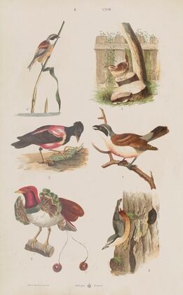 Wielki atlas do zoologii, botaniki i mineralogii Pl.028 (1887)