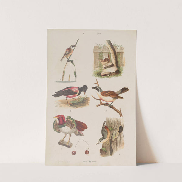 Wielki atlas do zoologii, botaniki i mineralogii Pl.028 (1887) by Gustav von Hayek