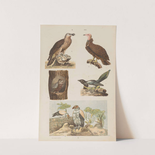 Wielki atlas do zoologii, botaniki i mineralogii Pl.029 (1887) by Gustav von Hayek