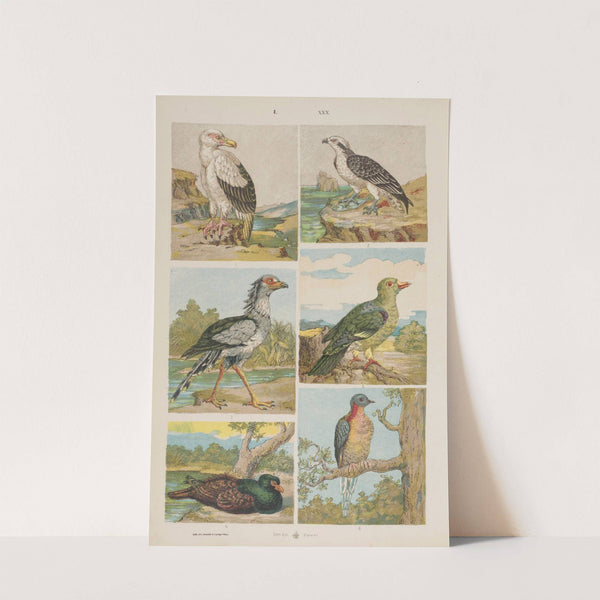 Wielki atlas do zoologii, botaniki i mineralogii Pl.030 (1887) by Gustav von Hayek