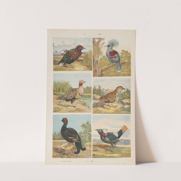 Wielki atlas do zoologii, botaniki i mineralogii Pl.031 (1887) by Gustav von Hayek