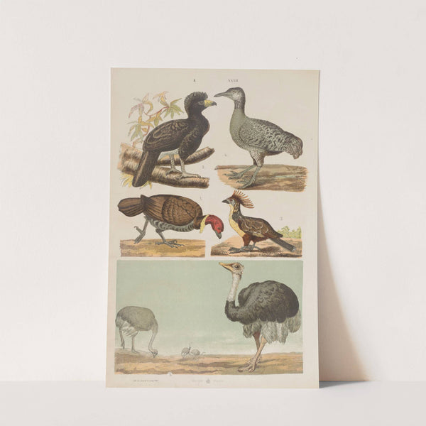 Wielki atlas do zoologii, botaniki i mineralogii Pl.032 (1887) by Gustav von Hayek