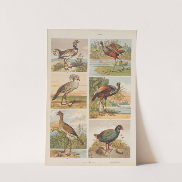 Wielki atlas do zoologii, botaniki i mineralogii Pl.034 (1887) by Gustav von Hayek