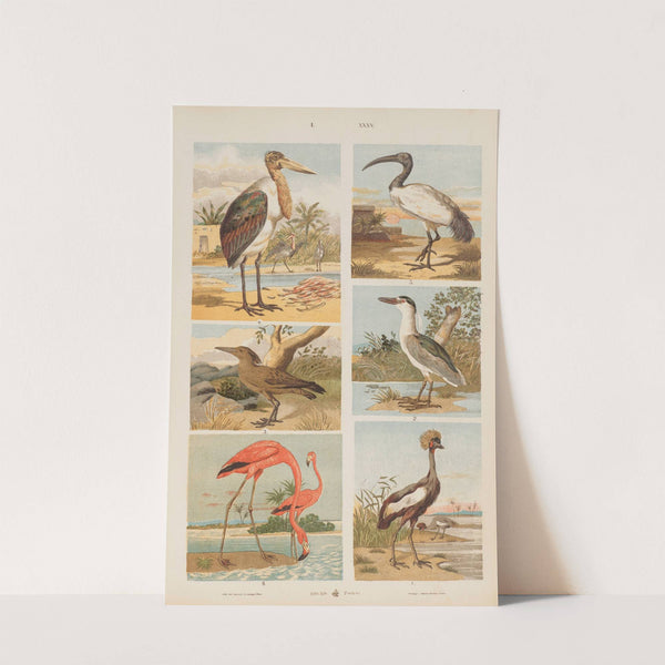 Wielki atlas do zoologii, botaniki i mineralogii Pl.035 (1887) by Gustav von Hayek