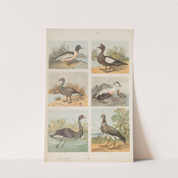 Wielki atlas do zoologii, botaniki i mineralogii Pl.036 (1887) by Gustav von Hayek