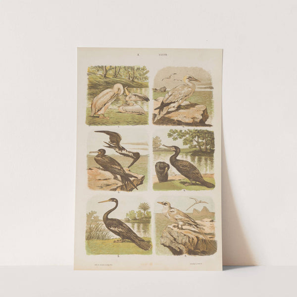 Wielki atlas do zoologii, botaniki i mineralogii Pl.037 (1887) by Gustav von Hayek