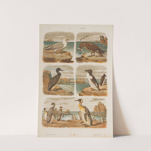 Wielki atlas do zoologii, botaniki i mineralogii Pl.038 (1887) by Gustav von Hayek