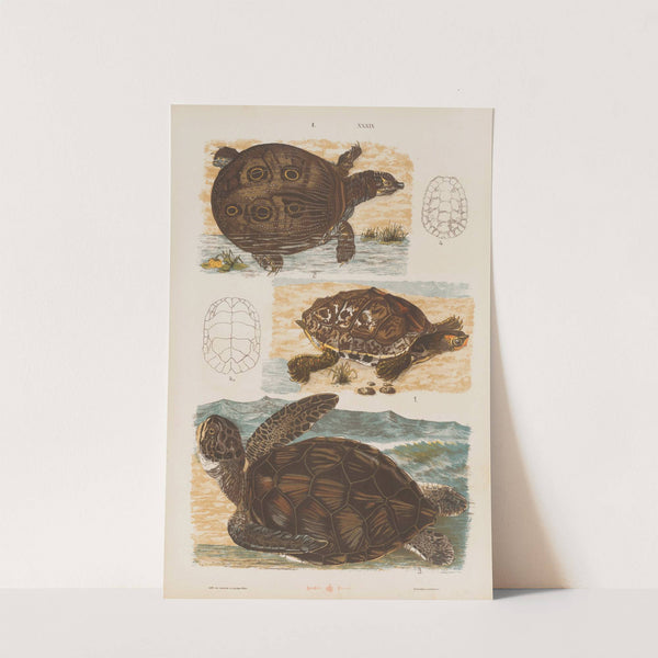 Wielki atlas do zoologii, botaniki i mineralogii Pl.039 (1887) by Gustav von Hayek