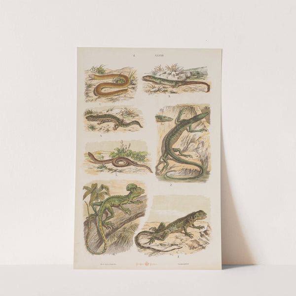 Wielki atlas do zoologii, botaniki i mineralogii Pl.042 (1887) by Gustav von Hayek