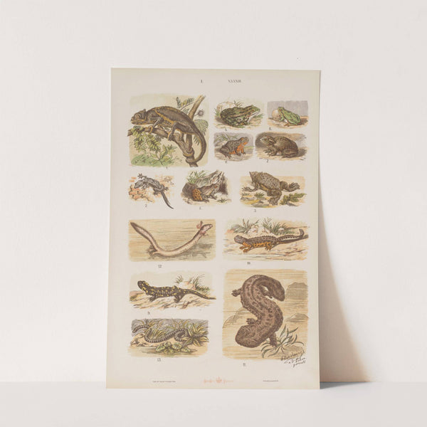 Wielki atlas do zoologii, botaniki i mineralogii Pl.043 (1887) by Gustav von Hayek