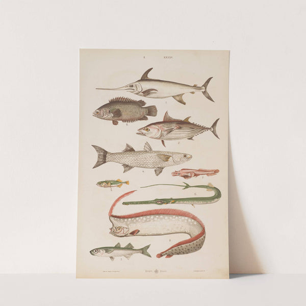 Wielki atlas do zoologii, botaniki i mineralogii Pl.045 (1887) by Gustav von Hayek