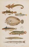 Wielki atlas do zoologii, botaniki i mineralogii Pl.046 (1887)