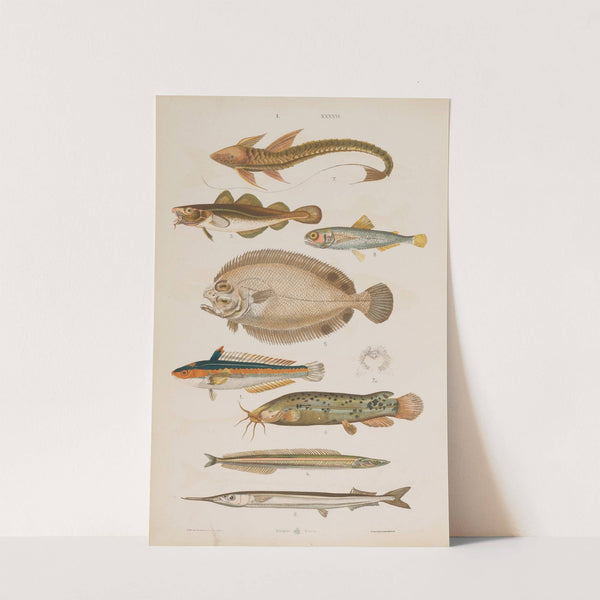 Wielki atlas do zoologii, botaniki i mineralogii Pl.046 (1887) by Gustav von Hayek