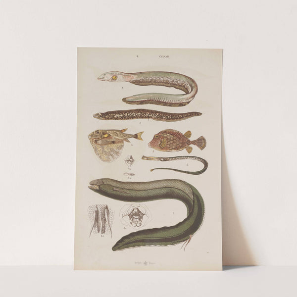 Wielki atlas do zoologii, botaniki i mineralogii Pl.048 (1887) by Gustav von Hayek