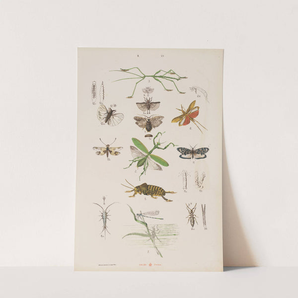 Wielki atlas do zoologii, botaniki i mineralogii Pl.055 (1887) by Gustav von Hayek