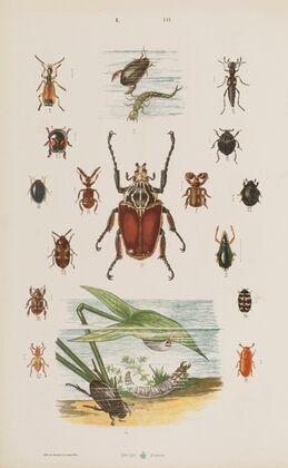 Wielki atlas do zoologii, botaniki i mineralogii Pl.056 (1887)