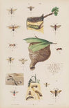 Wielki atlas do zoologii, botaniki i mineralogii Pl.058 (1887)