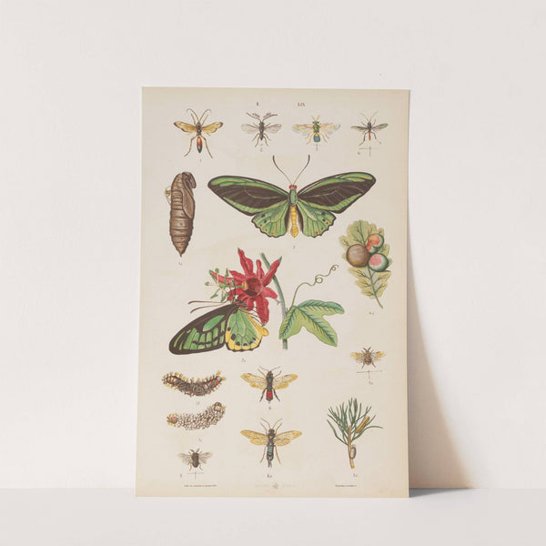 Wielki atlas do zoologii, botaniki i mineralogii Pl.059 (1887) by Gustav von Hayek