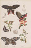 Wielki atlas do zoologii, botaniki i mineralogii Pl.060 (1887)