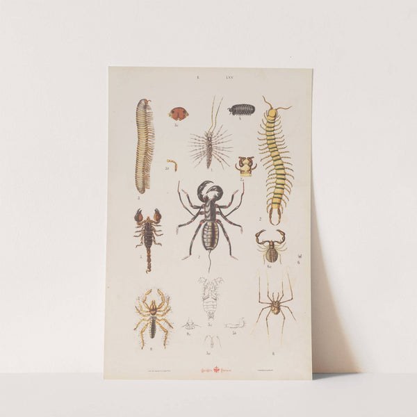 Wielki atlas do zoologii, botaniki i mineralogii Pl.065 (1887) by Gustav von Hayek