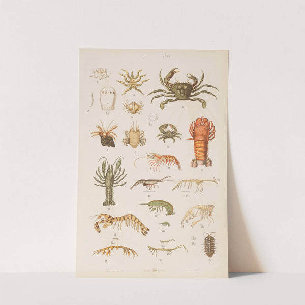 Wielki atlas do zoologii, botaniki i mineralogii Pl.067 (1887) by Gustav von Hayek