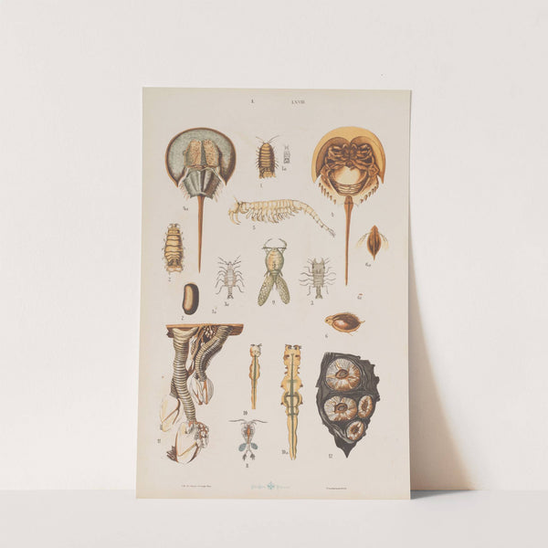 Wielki atlas do zoologii, botaniki i mineralogii Pl.068 (1887) by Gustav von Hayek