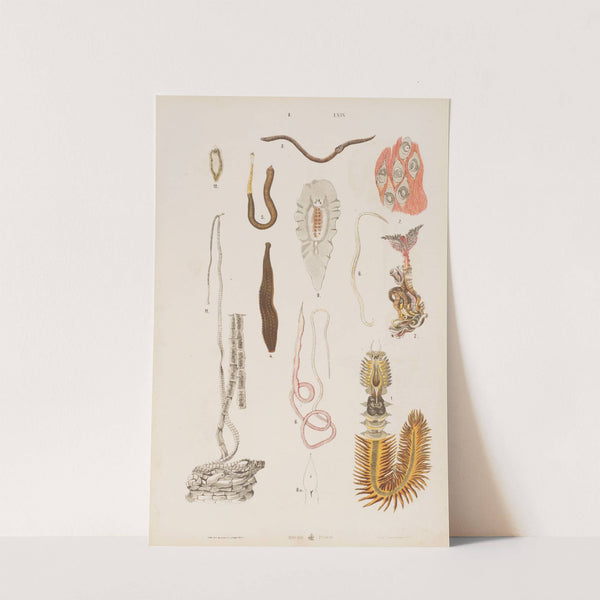 Wielki atlas do zoologii, botaniki i mineralogii Pl.069 (1887) by Gustav von Hayek