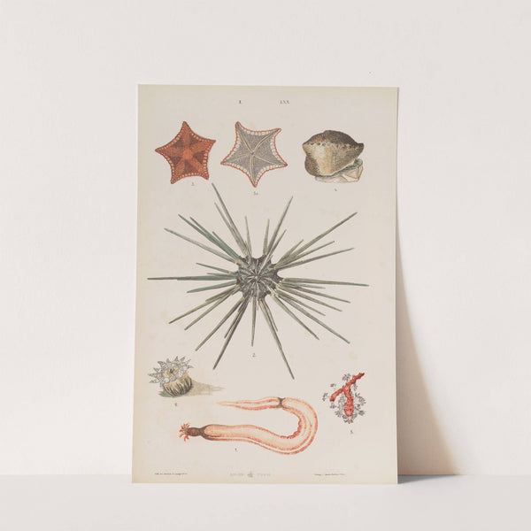 Wielki atlas do zoologii, botaniki i mineralogii Pl.070 (1887) by Gustav von Hayek