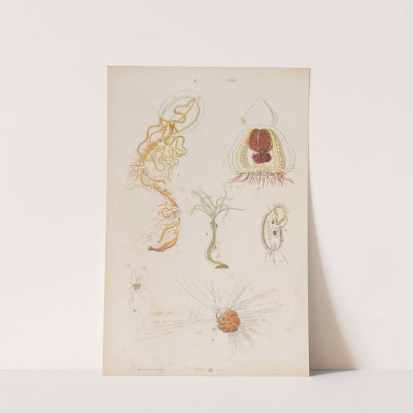 Wielki atlas do zoologii, botaniki i mineralogii Pl.072 (1887) by Gustav von Hayek