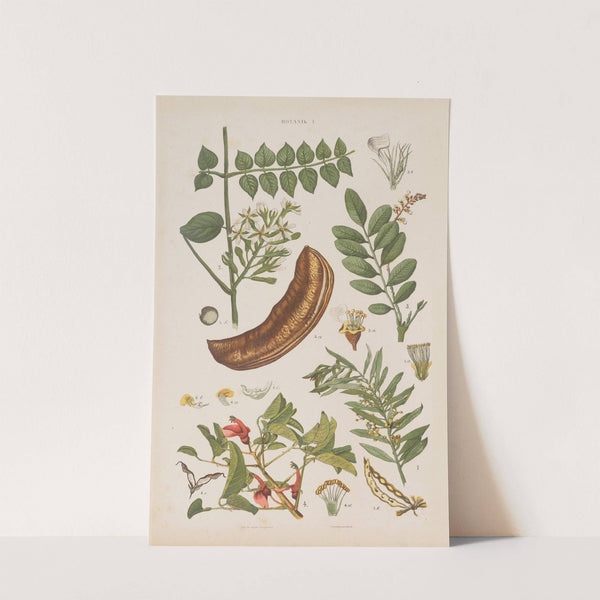 Wielki atlas do zoologii, botaniki i mineralogii Pl.073 (1887) by Gustav von Hayek