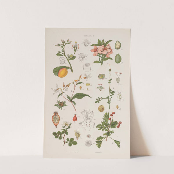 Wielki atlas do zoologii, botaniki i mineralogii Pl.074 (1887) by Gustav von Hayek