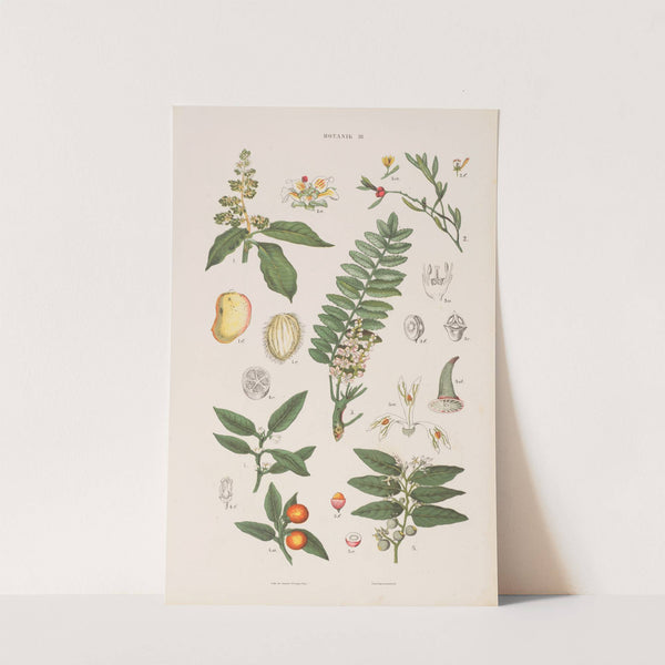 Wielki atlas do zoologii, botaniki i mineralogii Pl.075 (1887) by Gustav von Hayek