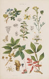 Wielki atlas do zoologii, botaniki i mineralogii Pl.076 (1887)