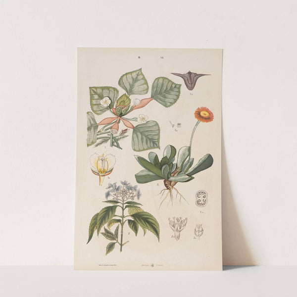 Wielki atlas do zoologii, botaniki i mineralogii Pl.079 (1887) by Gustav von Hayek