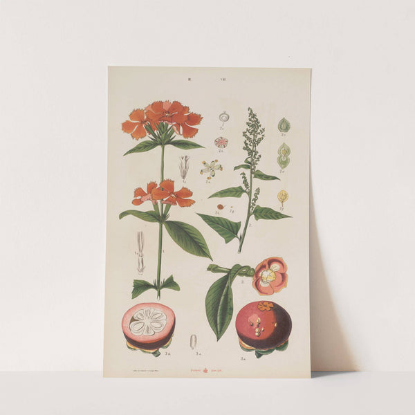 Wielki atlas do zoologii, botaniki i mineralogii Pl.080 (1887) by Gustav von Hayek