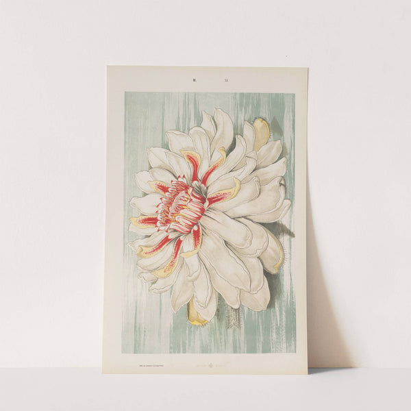 Wielki atlas do zoologii, botaniki i mineralogii Pl.083 (1887) by Gustav von Hayek