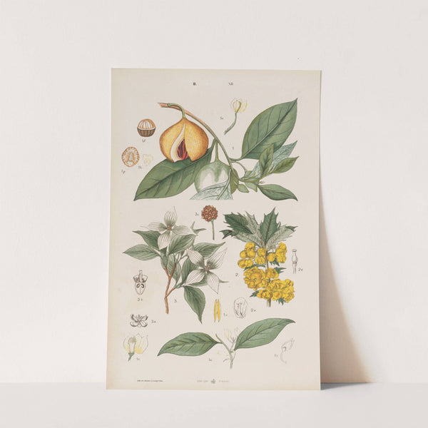 Wielki atlas do zoologii, botaniki i mineralogii Pl.084 (1887) by Gustav von Hayek