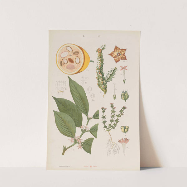 Wielki atlas do zoologii, botaniki i mineralogii Pl.086 (1887) by Gustav von Hayek