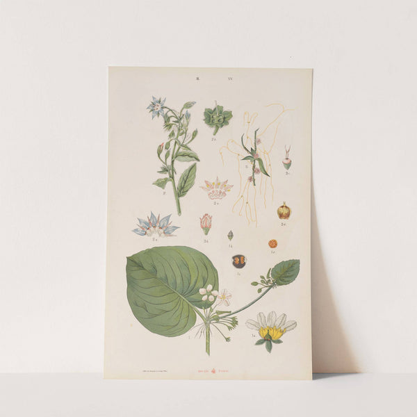 Wielki atlas do zoologii, botaniki i mineralogii Pl.087 (1887) by Gustav von Hayek