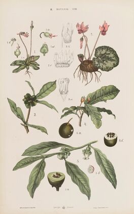 Wielki atlas do zoologii, botaniki i mineralogii Pl.090 (1887)