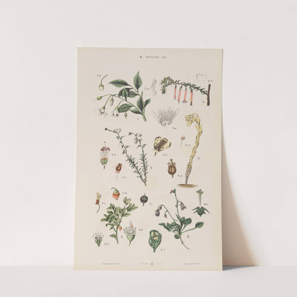 Wielki atlas do zoologii, botaniki i mineralogii Pl.091 (1887) by Gustav von Hayek