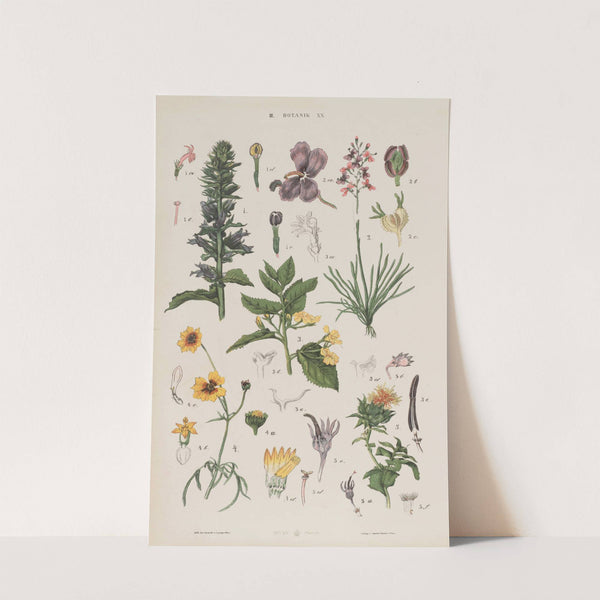 Wielki atlas do zoologii, botaniki i mineralogii Pl.092 (1887) by Gustav von Hayek