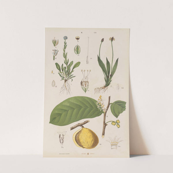 Wielki atlas do zoologii, botaniki i mineralogii Pl.093 (1887) by Gustav von Hayek