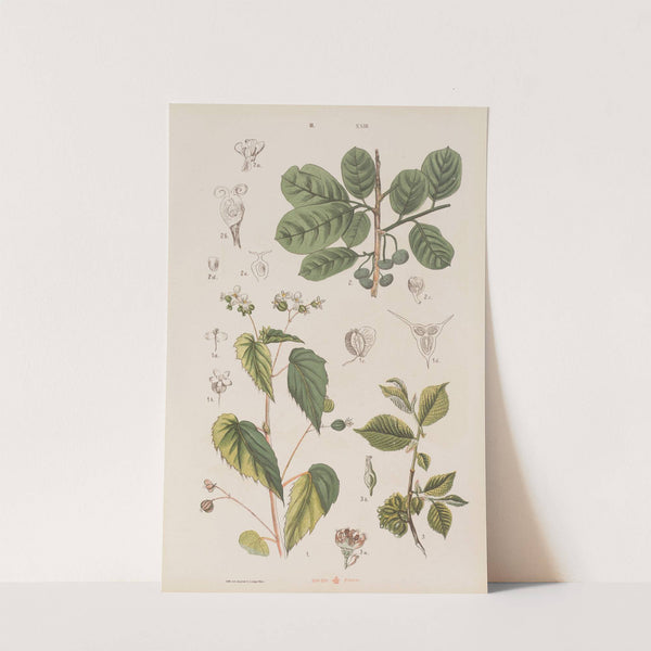 Wielki atlas do zoologii, botaniki i mineralogii Pl.095 (1887) by Gustav von Hayek