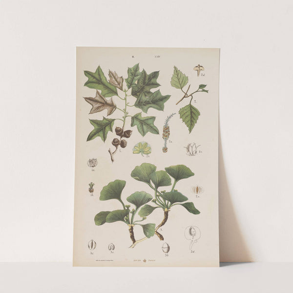 Wielki atlas do zoologii, botaniki i mineralogii Pl.096 (1887) by Gustav von Hayek