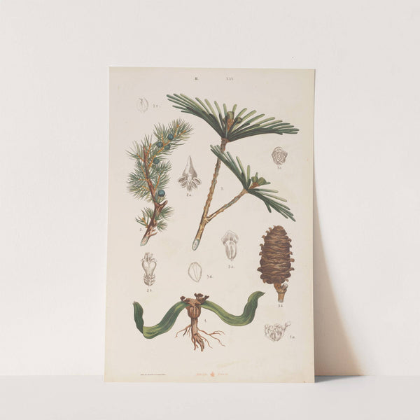 Wielki atlas do zoologii, botaniki i mineralogii Pl.097 (1887) by Gustav von Hayek