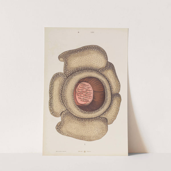 Wielki atlas do zoologii, botaniki i mineralogii Pl.098 (1887) by Gustav von Hayek